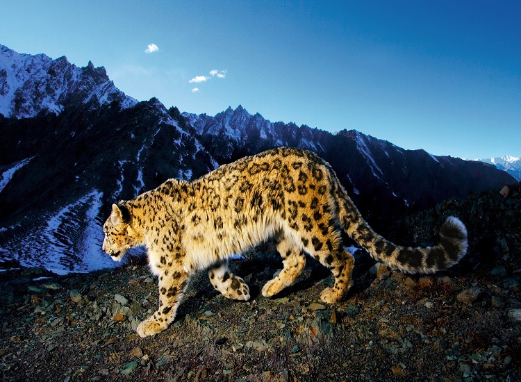 snow leopard in hemis national park