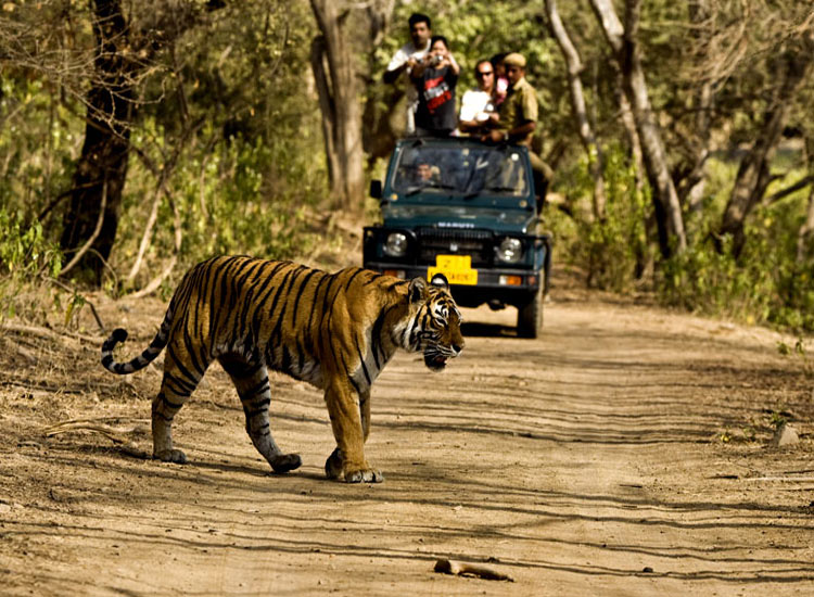 safari national park in india