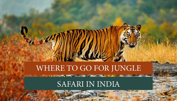 meaning of jungle safari in hindi