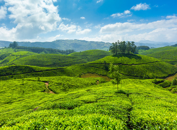 11 Best Places To Visit In Kerala Tourist Places In Kerala