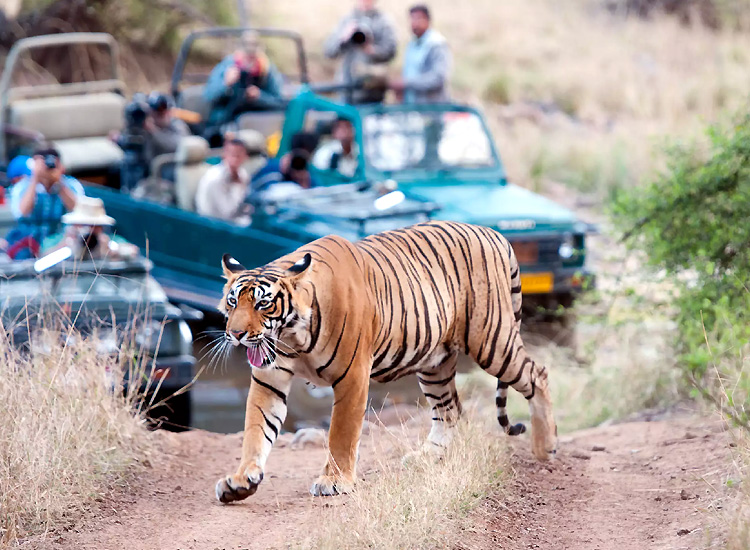 jungle safari in ranthambore national park