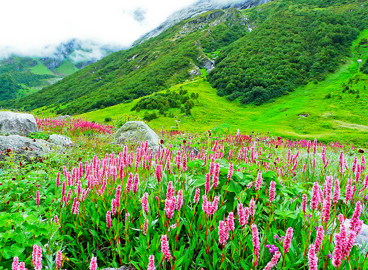 valley of flowers